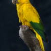 A Golden Conure perches on a limb