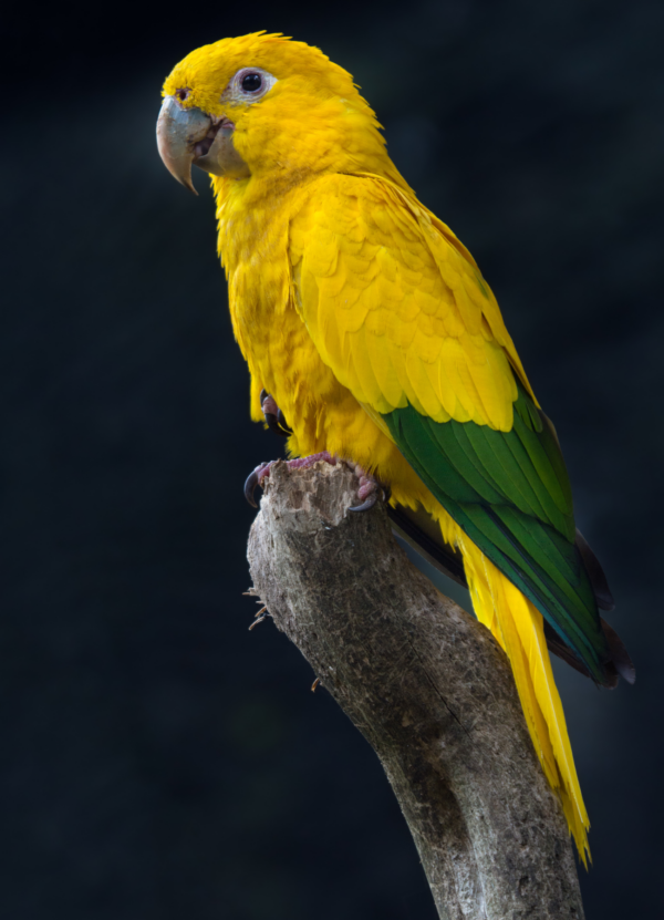 A Golden Conure perches on a limb