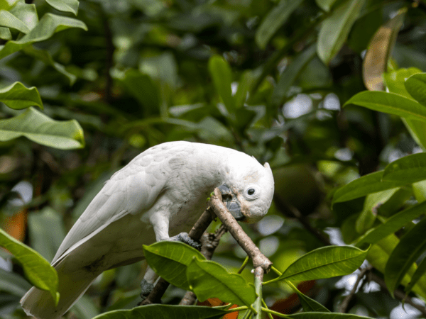 A wild Goffin's Cockatoo chews on a branch