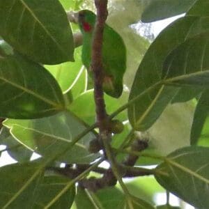 A wild Flores Hanging Parrot perches in a tree