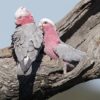 A pair of wild Galahs perch on a limb