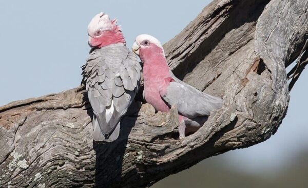 A pair of wild Galahs perch on a limb