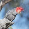 A wild male Gang-gang Cockatoo perches on a limb