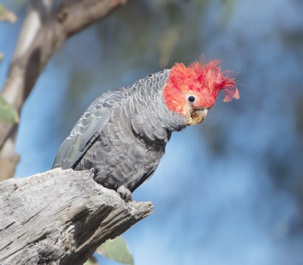 A wild male Gang-gang Cockatoo perches on a limb