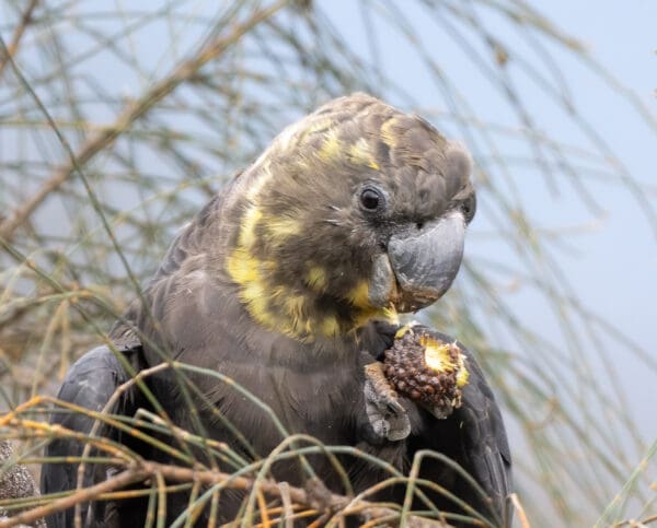 A wild female Glossy Black Cockatoo feeds on casuarina cones