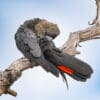 A wild male Glossy Black Cockatoo preens
