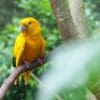 Wild Golden Conure perches in a tree