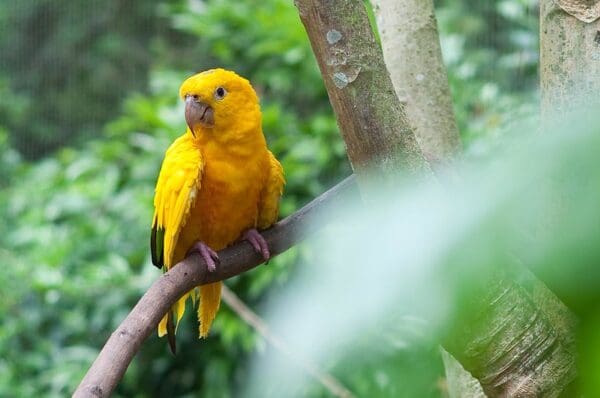 Wild Golden Conure perches in a tree