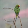A wild Golden-capped Conure preens itself