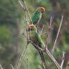 Wild Golden-capped Conures perch in a bare tree