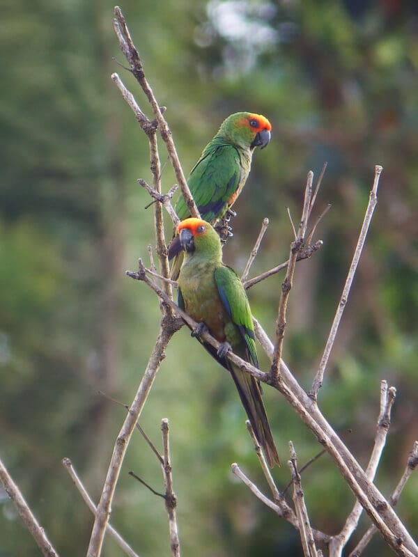 Wild Golden-capped Conures perch in a bare tree