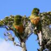 © ProAves Colombia CC BY-NC-SA 2.0 via Flickr Wild Golden-plumed Conures perch in a tree