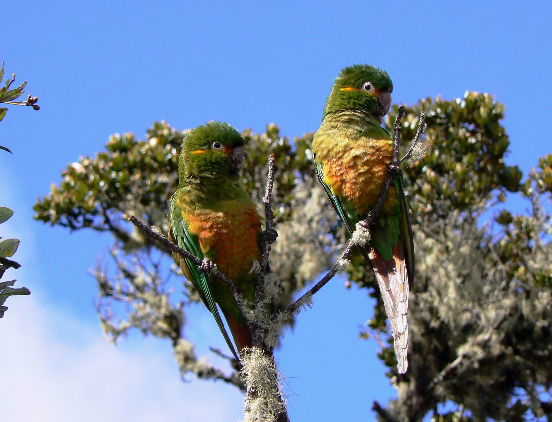 Golden-plumed Conure Conservation