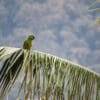 © Sabastian Davila CC BY-NC-SA 2.0 via Flickr A wild Golden-plumed Conure perches on a large palm