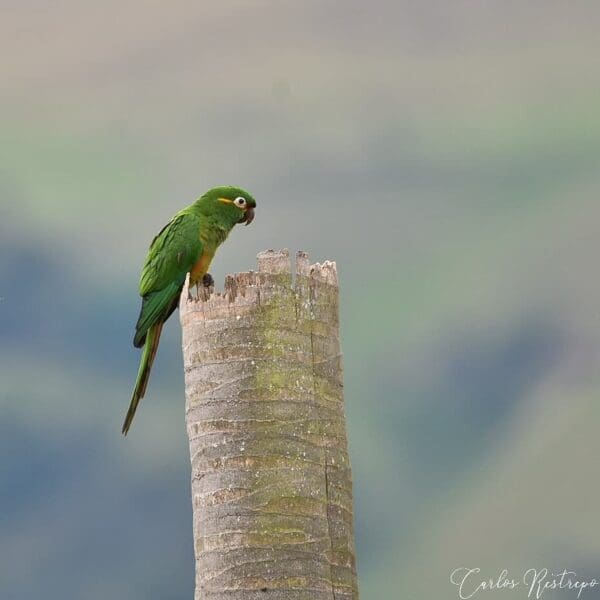 A wild Golden-plumed Conure perches atop a palm snag