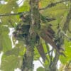 © Corey Raffel Wild Golden-plumed Conures huddle close in a tree
