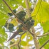 © Corey Raffel Wild Golden-plumed Conures perch in a tree