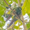 © Corey Raffel Wild Golden-plumed Conures perch on a branch