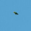A wild Golden-tailed Parrotlet in flight