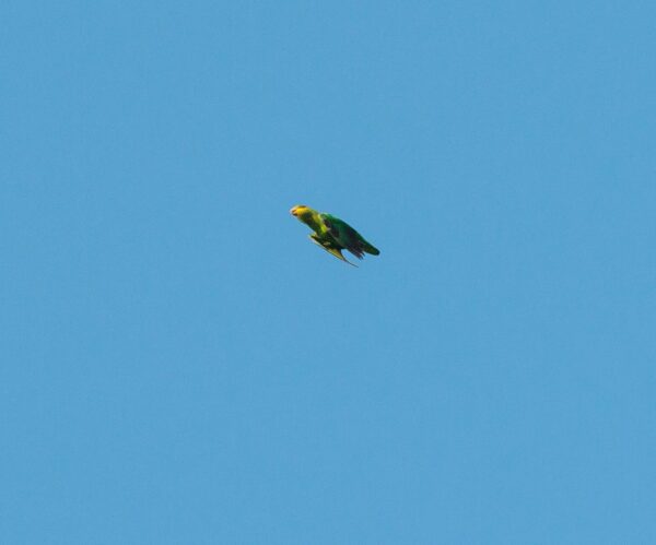 A wild Golden-tailed Parrotlet in flight