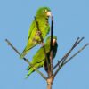 Wild Golden-winged Parakeets perch high atop branches