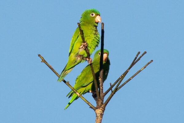 Wild Golden-winged Parakeets perch high atop branches