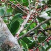 A wild Golden-winged Parakeet perches in a tree