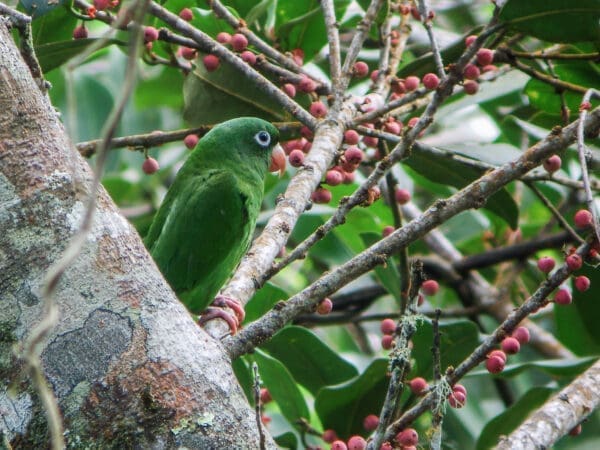 A wild Golden-winged Parakeet perches in a tree