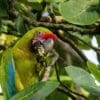 A wild Great Green Macaw feeds in a tree
