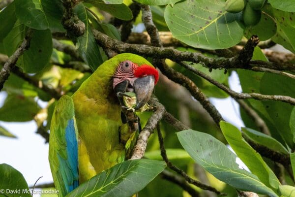 A wild Great Green Macaw feeds in a tree