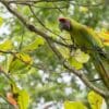 A wild Great Green Macaw perches in a tree