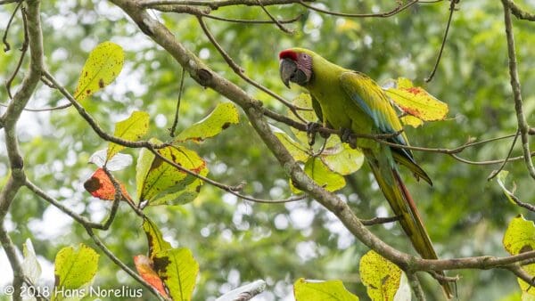 A wild Great Green Macaw perches in a tree