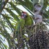 Wild Great Green Macaws perch in a tree with palm nuts