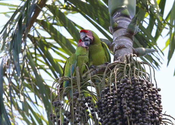 Wild Great Green Macaws perch in a tree with palm nuts