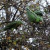 Wild Green Conures perch in a tree