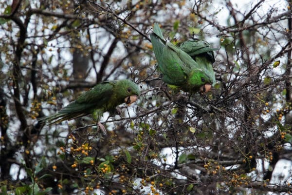 Wild Green Conures perch in a tree