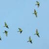 Wild Green Conures take flight