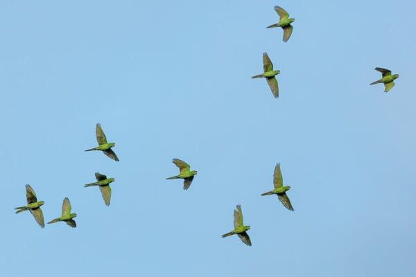 Wild Green Conures take flight