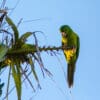 A wild Green Conure perches on a palm frond