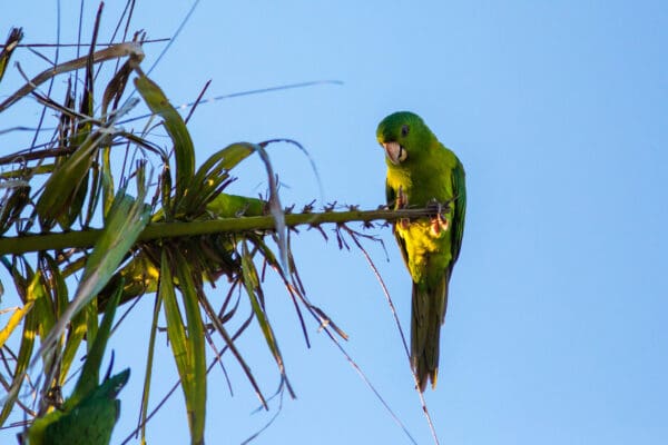 A wild Green Conure perches on a palm frond