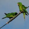 Wild Green Conures perch on a wire