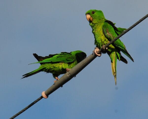 Wild Green Conures perch on a wire