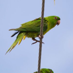 A wild Green Conure clings to a wire