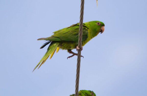 A wild Green Conure clings to a wire