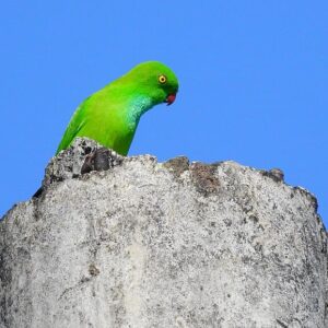 A wild Green Hanging Parrot perches on a tree stump