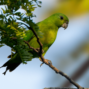 A wild Green Racquet-tailed Parrot perches on a branch