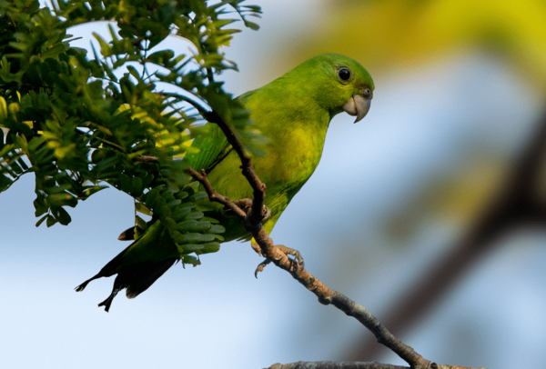 A wild Green Racquet-tailed Parrot perches on a branch