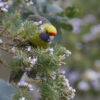 A wild Green Rosella forages in a tree