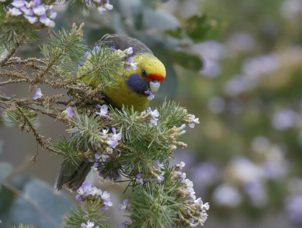 A wild Green Rosella forages in a tree