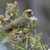 A wild Green Rosella perches in a tree